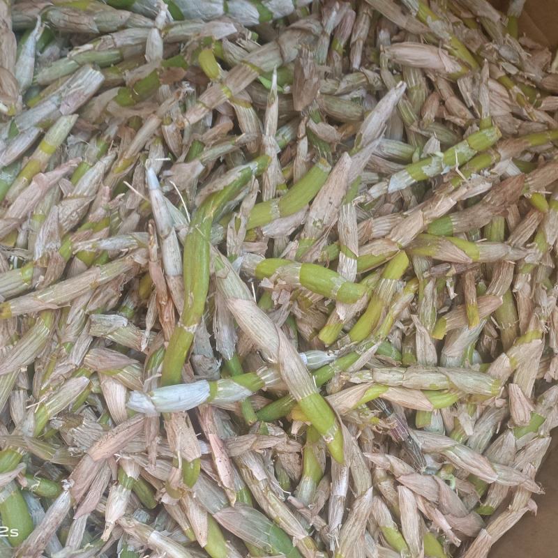 鲜货石斛各规格有货，有需要的老板放心入手实物拍摄量大丛优