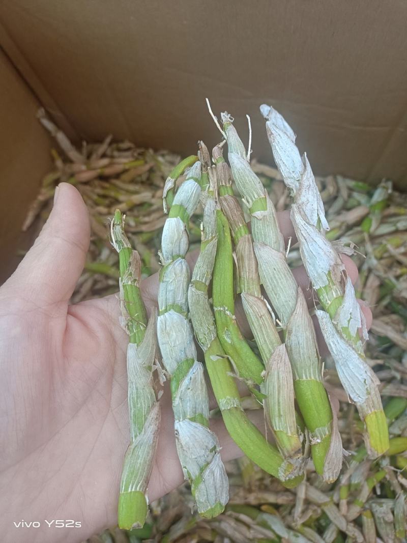 鲜货石斛各规格有货，有需要的老板放心入手实物拍摄量大丛优