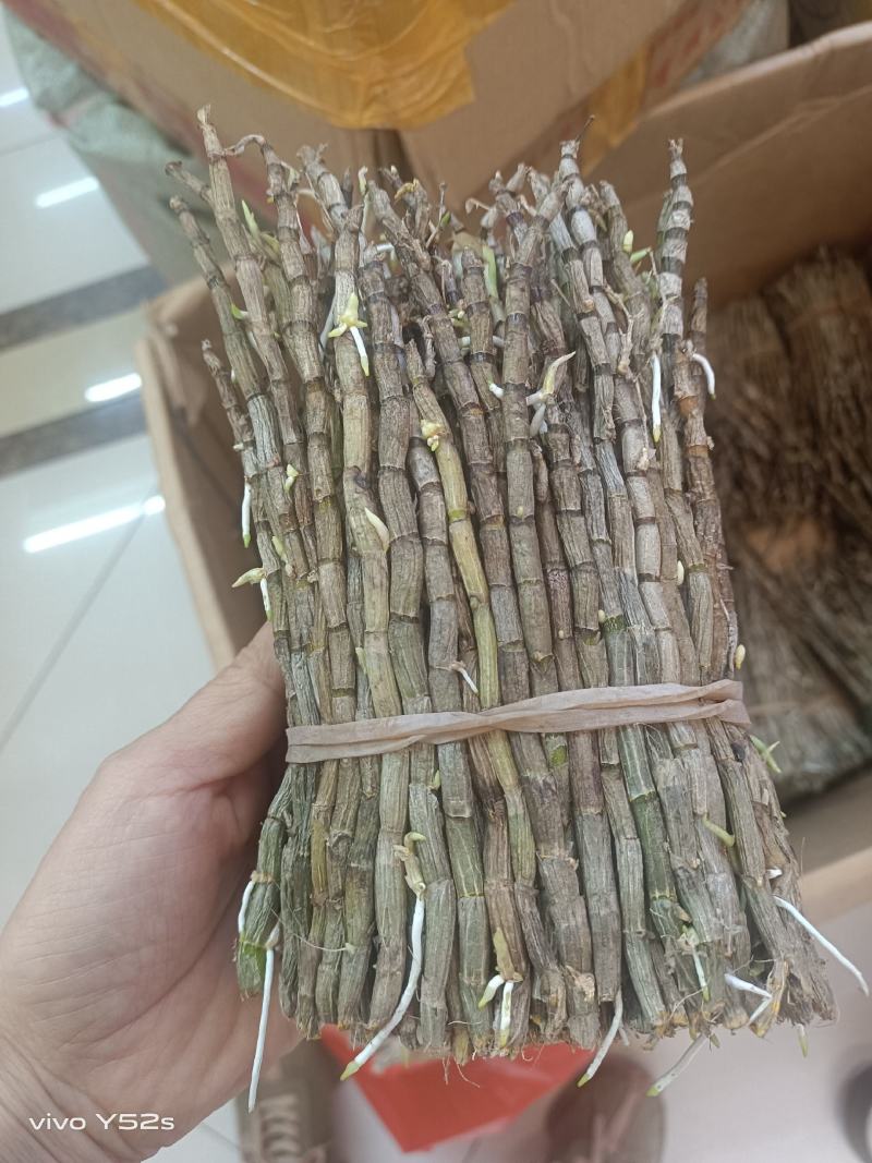 鲜货石斛各规格有货，有需要的老板放心入手实物拍摄量大丛优