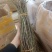 鲜货石斛各规格有货，有需要的老板放心入手实物拍摄量大丛优