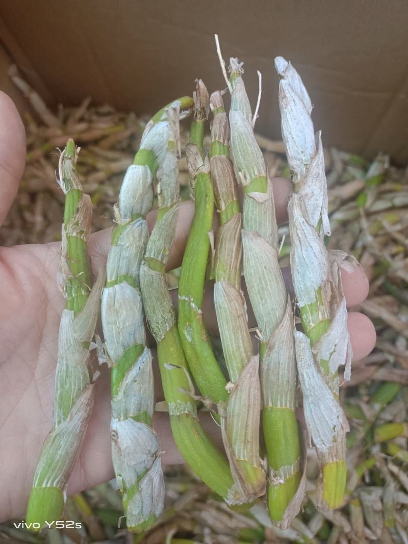 鲜货石斛各规格有货，有需要的老板放心入手实物拍摄量大丛优