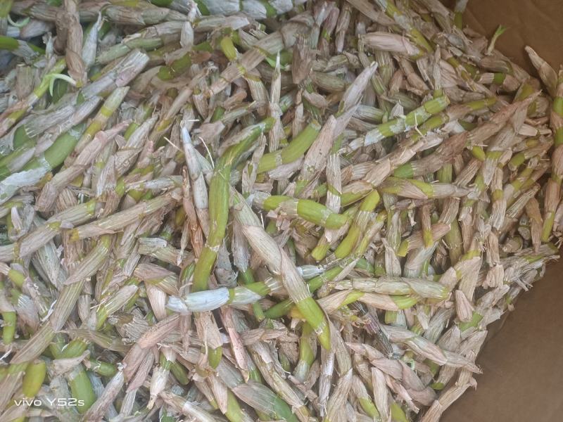 鲜货石斛各规格有货，有需要的老板放心入手实物拍摄量大丛优