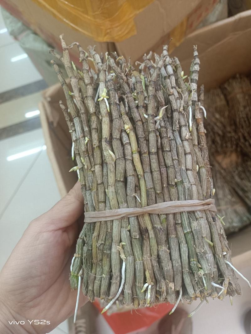 鲜货石斛各规格有货，有需要的老板放心入手实物拍摄量大丛优