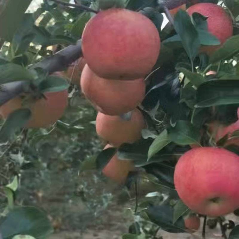 黄嘎啦光郭，大量供应