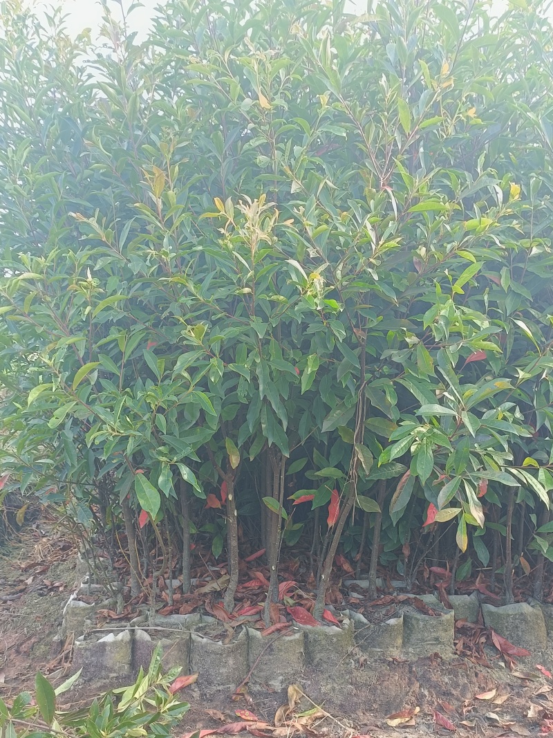 杜英，杯苗，地苗，产地批发，自产自销，杜英地径1-8公分