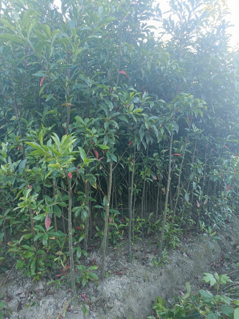 杜英，杯苗，地苗，产地批发，自产自销，杜英地径1-8公分