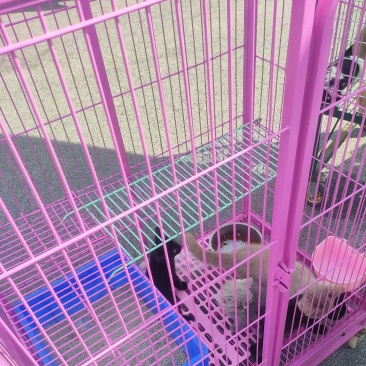 猫笼子