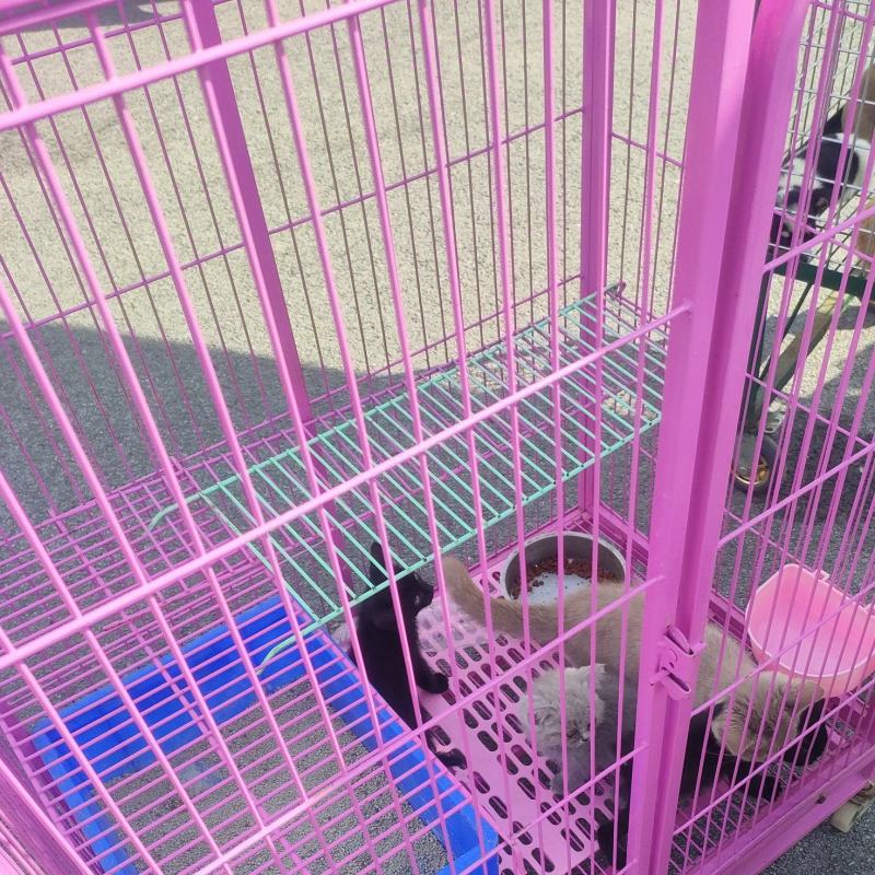 猫笼子