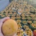 阳丰甜柿精品柿子火葫芦洋丰柿子甜柿子