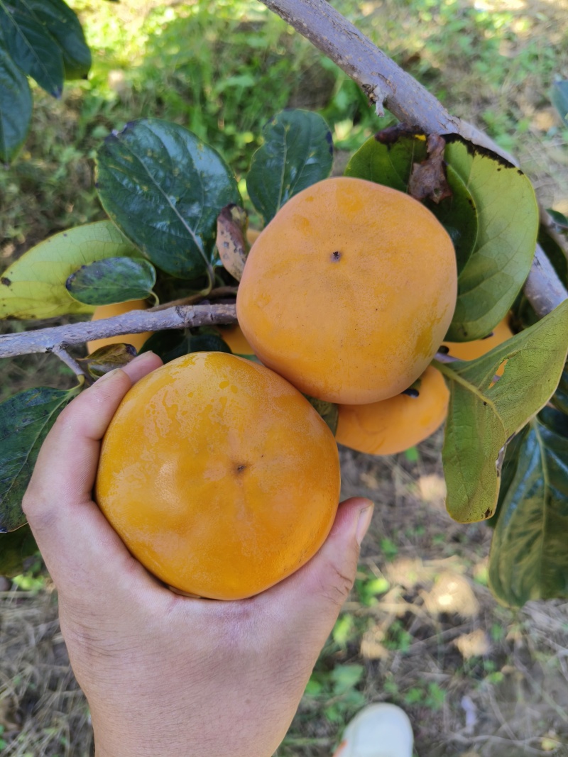 阳丰甜柿精品柿子火葫芦洋丰柿子甜柿子
