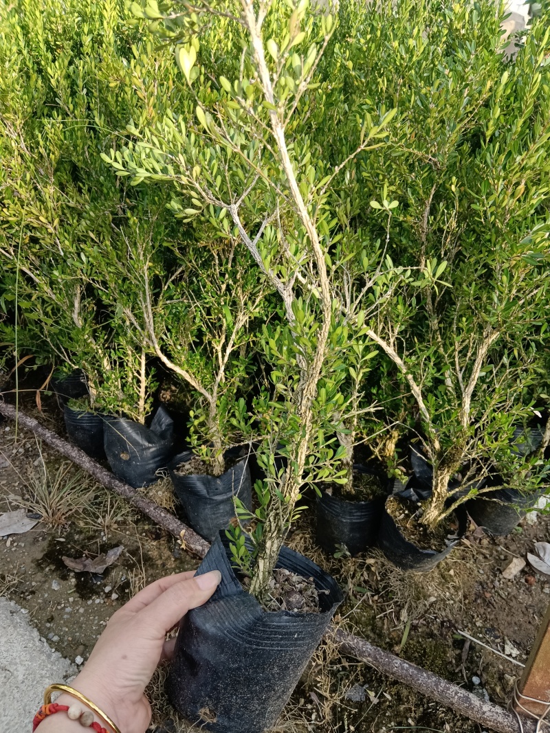 广东雀舌皱皮黄杨/素材杯苗