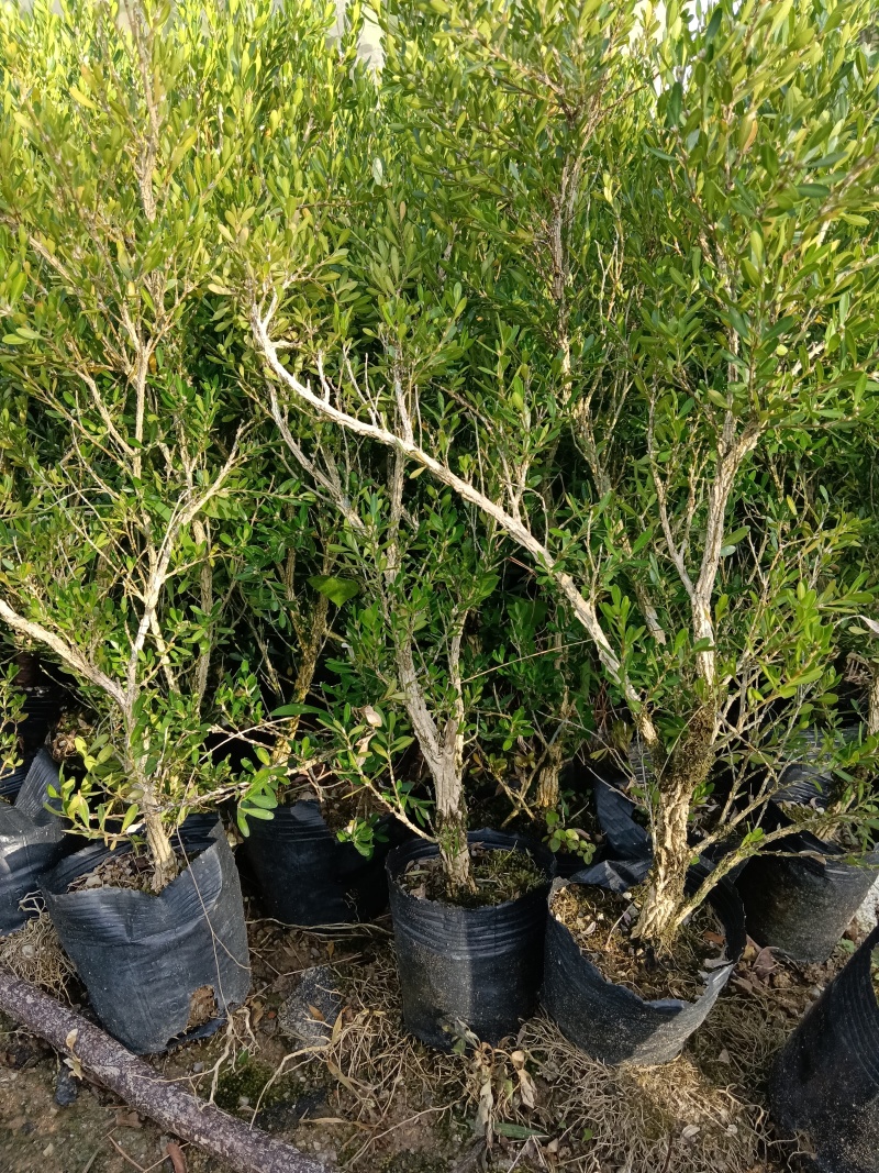 广东雀舌皱皮黄杨/素材杯苗