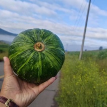 板栗南瓜