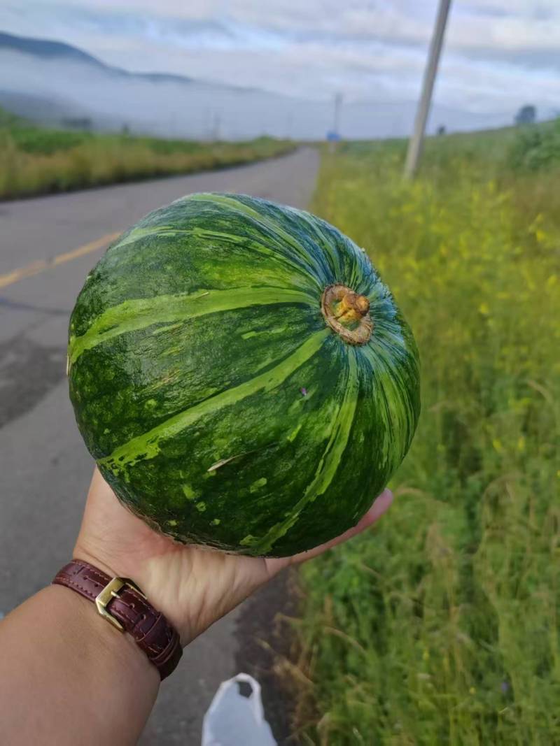 板栗南瓜