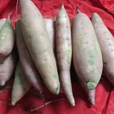 沙地红薯