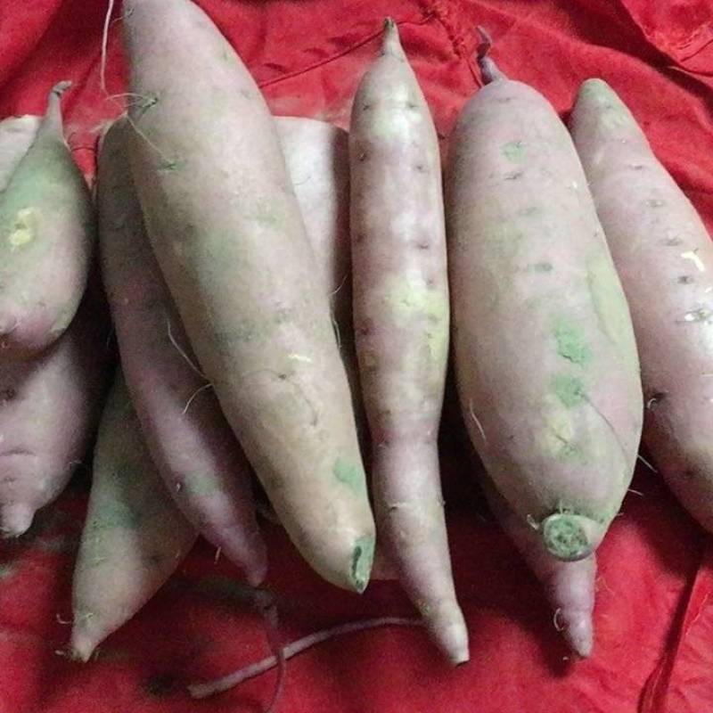 沙地红薯