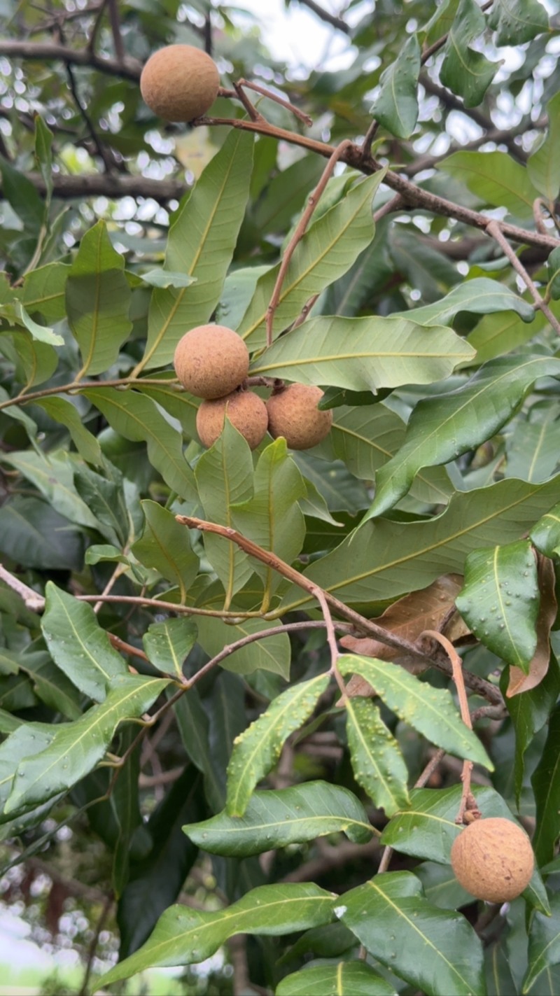 泸州树冠桂圆