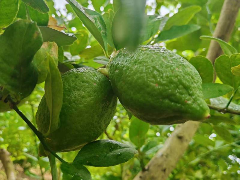 香水柠檬