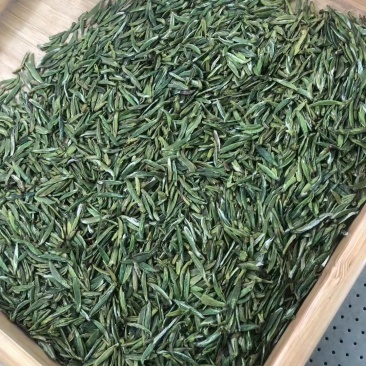 贵州湄潭翠芽