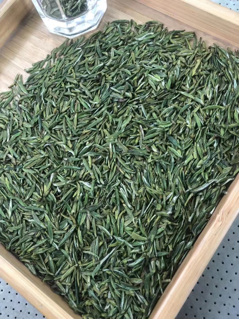 贵州湄潭翠芽