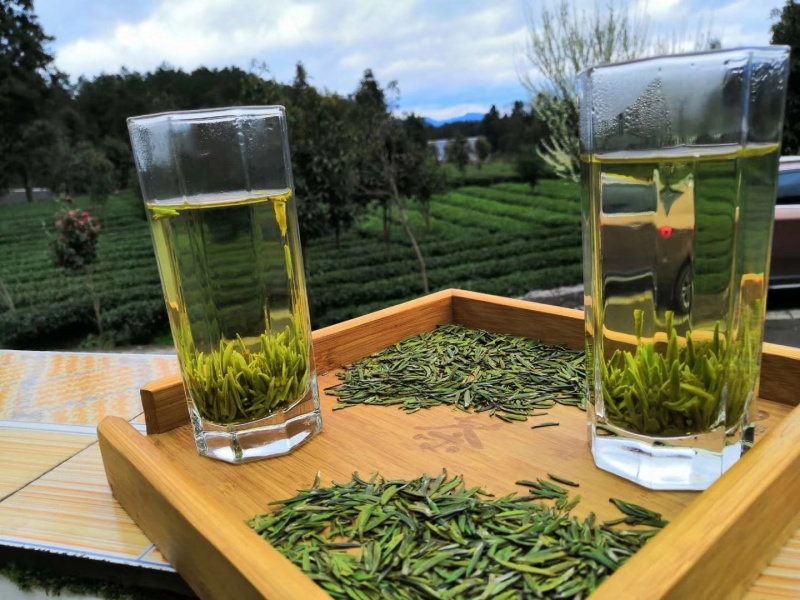 贵州湄潭翠芽