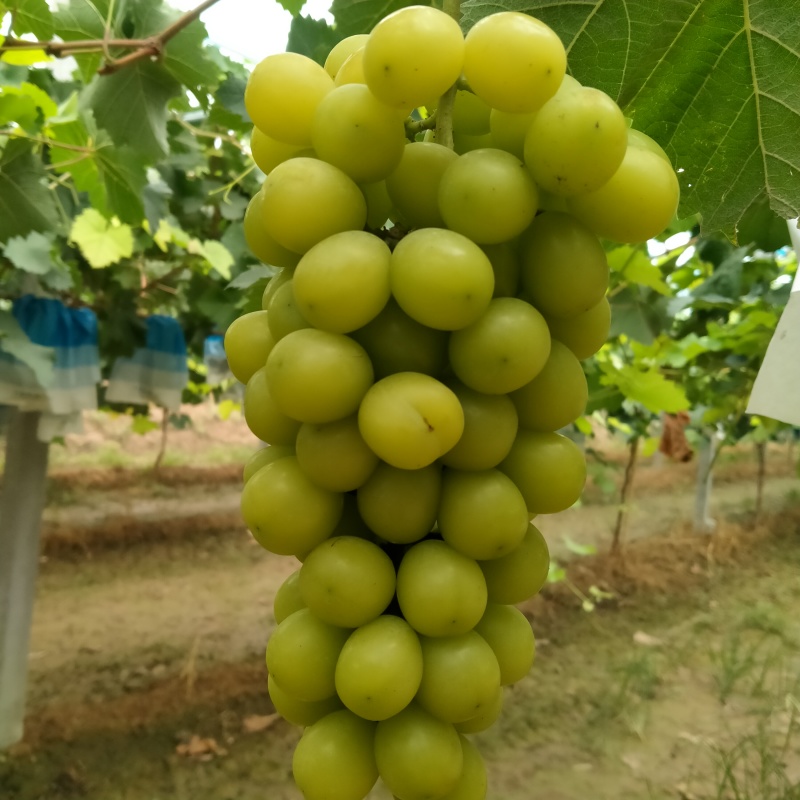 阳光玫瑰葡萄