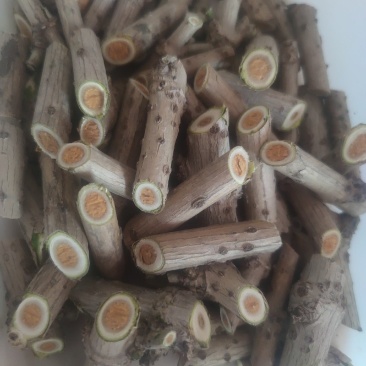 接骨木中药材量大从优***********