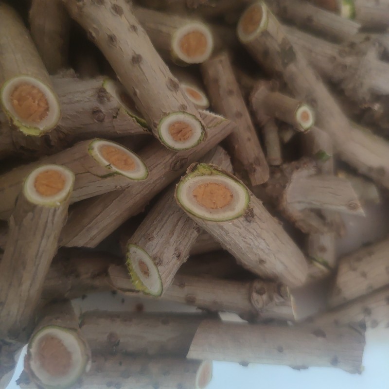 接骨木中药材量大从优***********