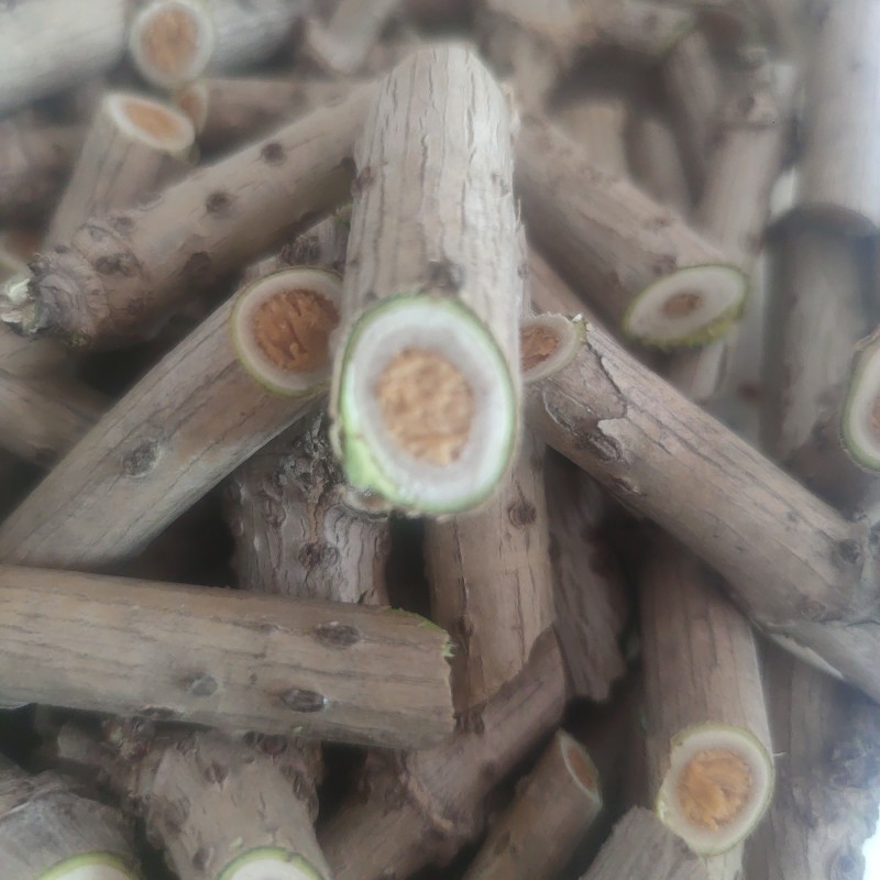 接骨木中药材量大从优***********