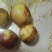 冬枣