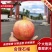突尼斯软籽石榴/会理石榴，新鲜现摘，品质保证！