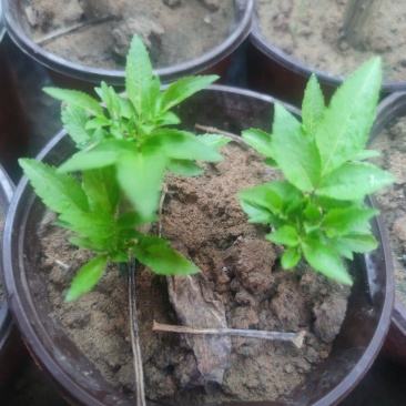 接骨木苗木***********