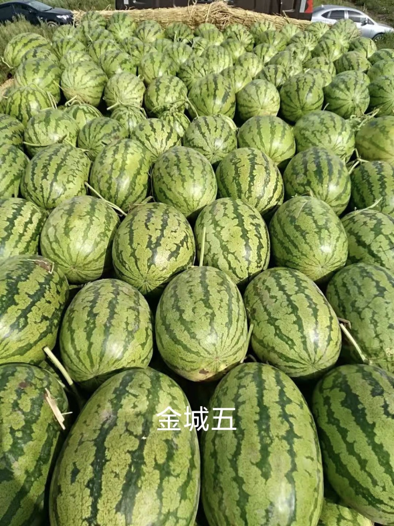 双红金城五
