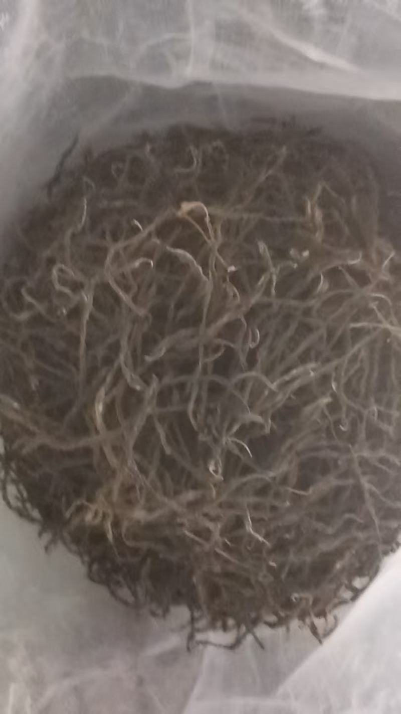 【量大优惠】新疆喀什烘干无筋豆品质保障对接全国批发