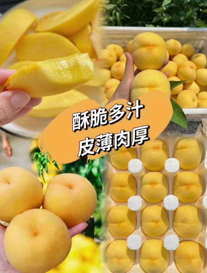 西瑞黄桃