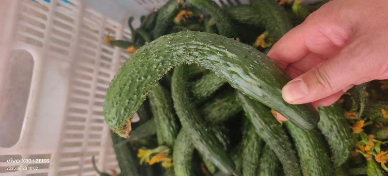 山东莘县黄瓜新颗短把密刺，一二三级电商货大量有货