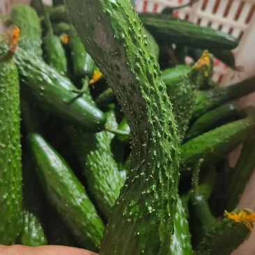 山东莘县黄瓜新颗短把密刺，一二三级电商货大量有货