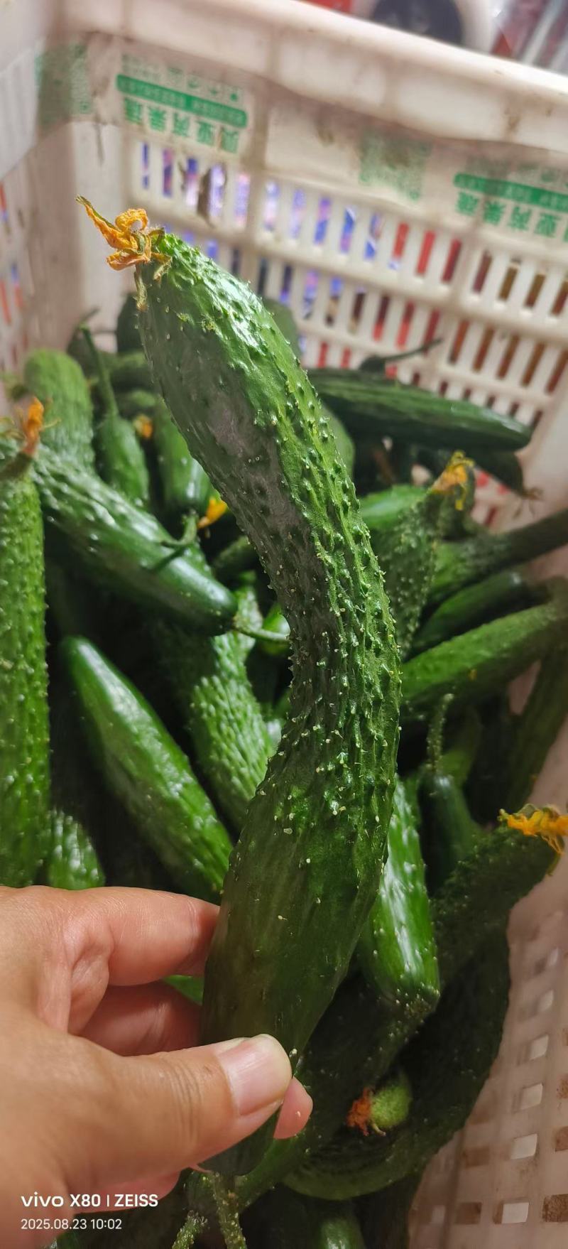 山东莘县黄瓜新颗短把密刺，一二三级电商货大量有货