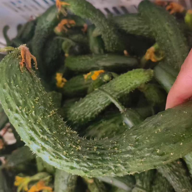 山东莘县黄瓜新颗短把密刺，一二三级电商货大量有货
