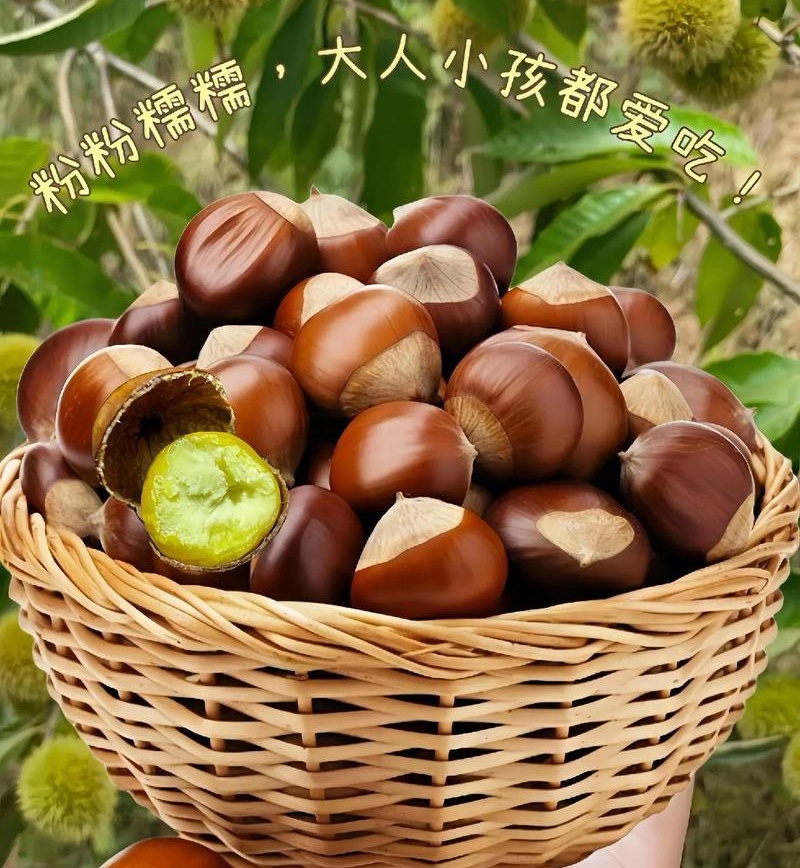《山东高山板栗》油板栗/个头大颗粒饱/手工精选/全国发货