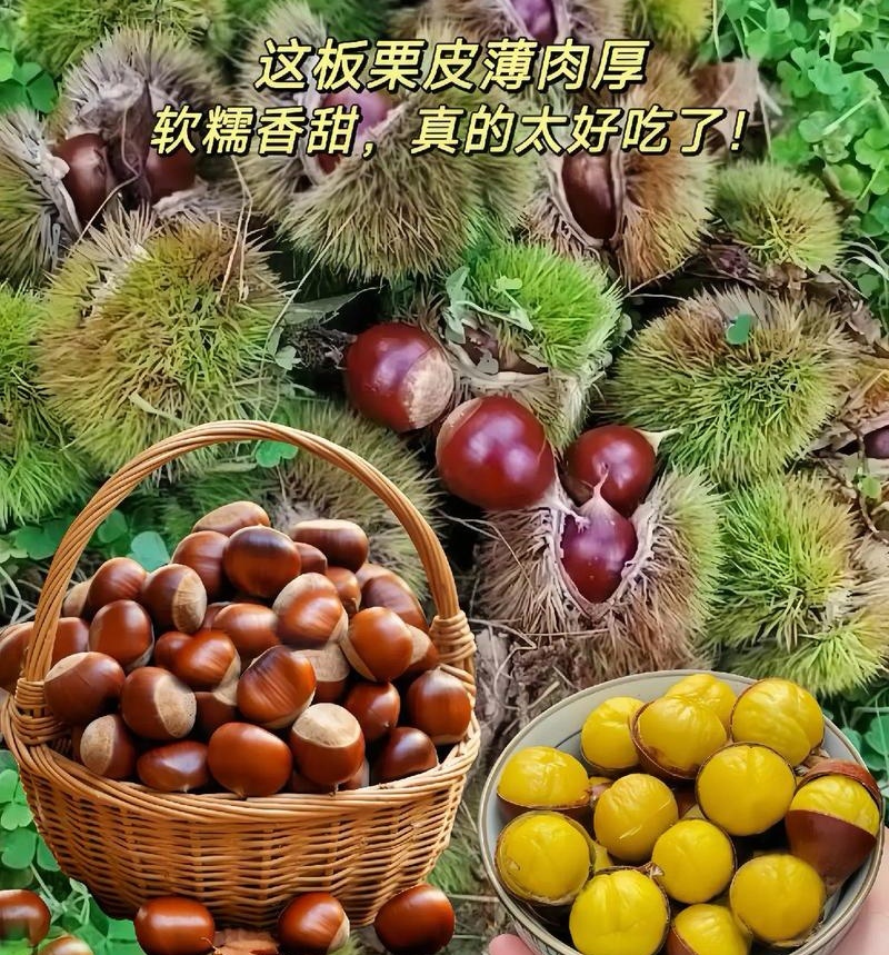《山东高山板栗》油板栗/个头大颗粒饱/手工精选/全国发货