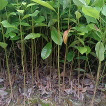 火力楠杯苗，火力楠袋苗，自家苗圃，基地直发