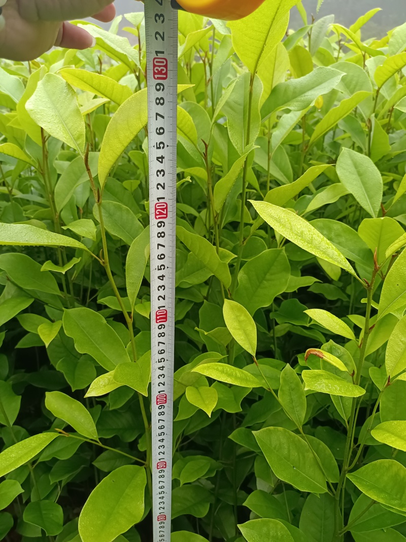 火力楠杯苗，火力楠袋苗，自家苗圃，基地直发
