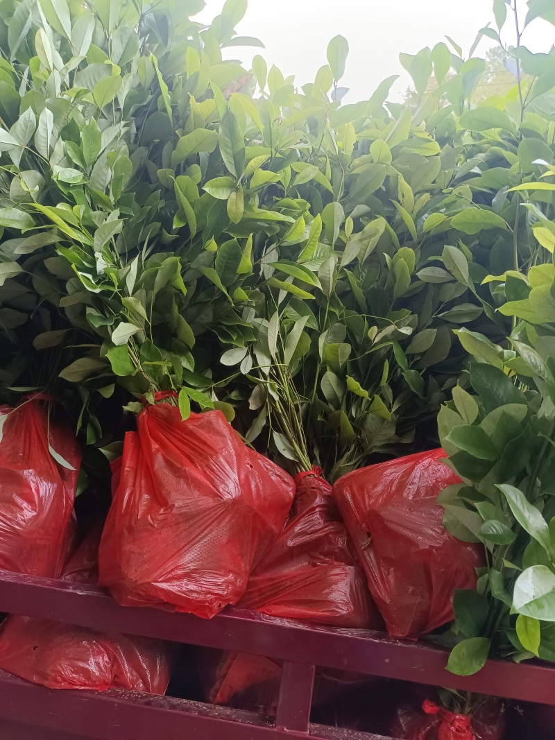 火力楠杯苗，火力楠袋苗，自家苗圃，基地直发