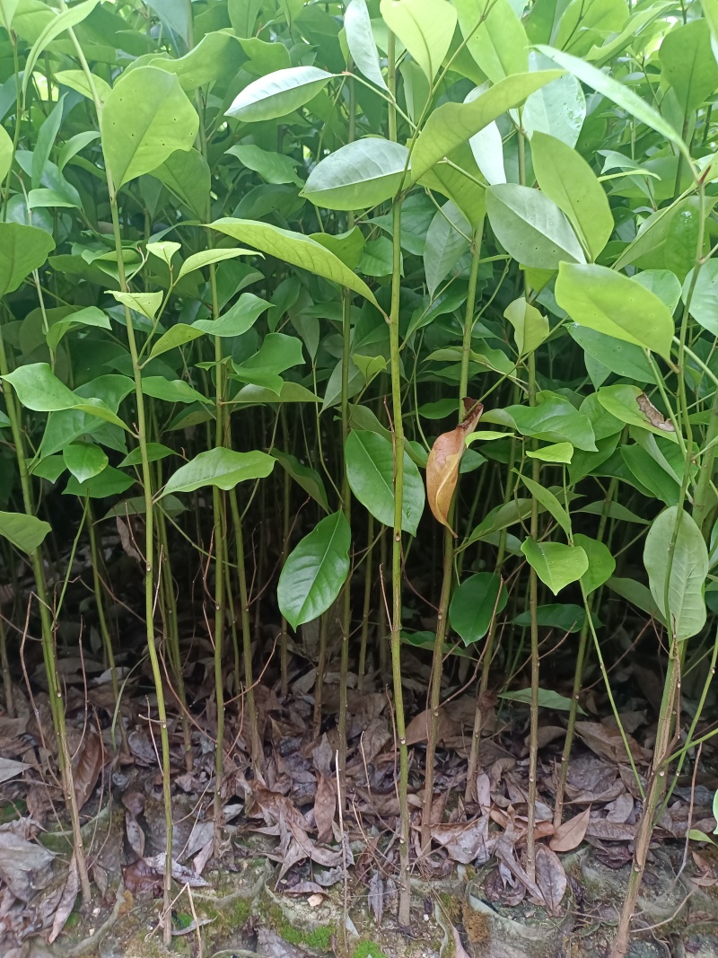 火力楠杯苗，火力楠袋苗，自家苗圃，基地直发