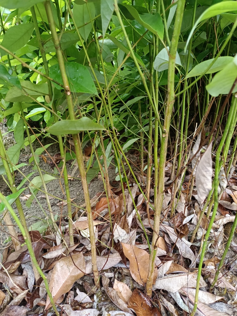 火力楠杯苗，火力楠袋苗，自家苗圃，基地直发