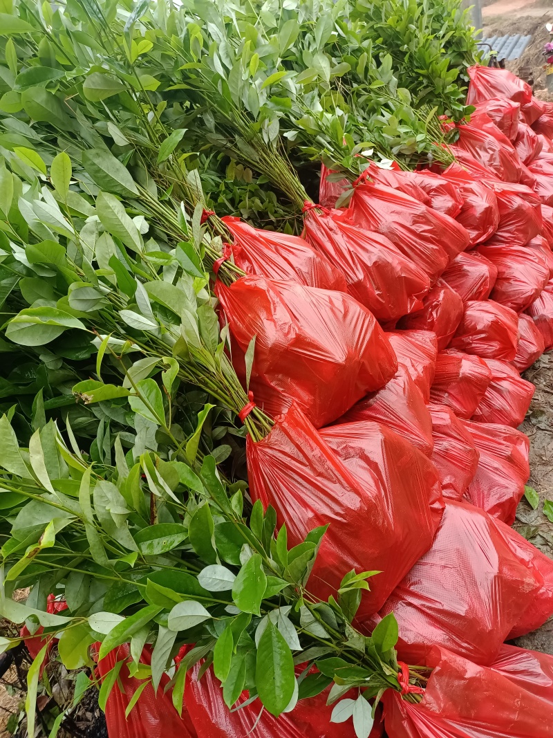 火力楠杯苗，火力楠袋苗，自家苗圃，基地直发
