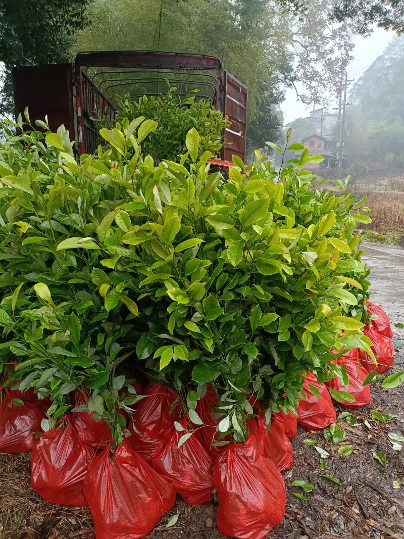 火力楠杯苗，火力楠袋苗，自家苗圃，基地直发