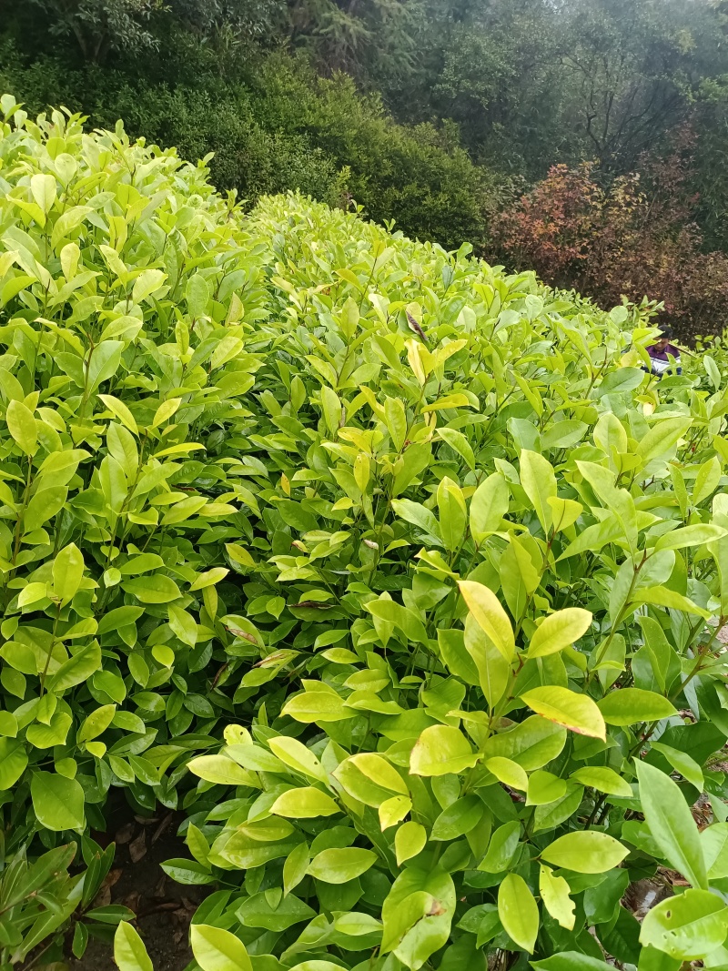 火力楠杯苗，火力楠袋苗，自家苗圃，基地直发