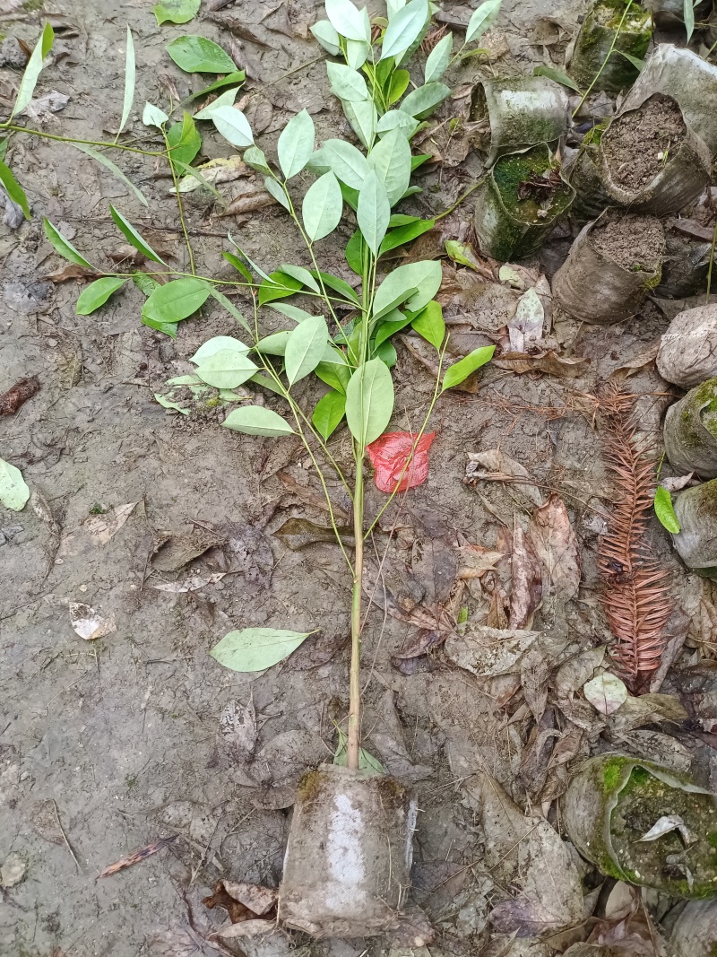 火力楠杯苗，火力楠袋苗，自家苗圃，基地直发